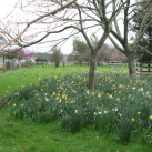 Payne Park-  Cambridge Tree Trust